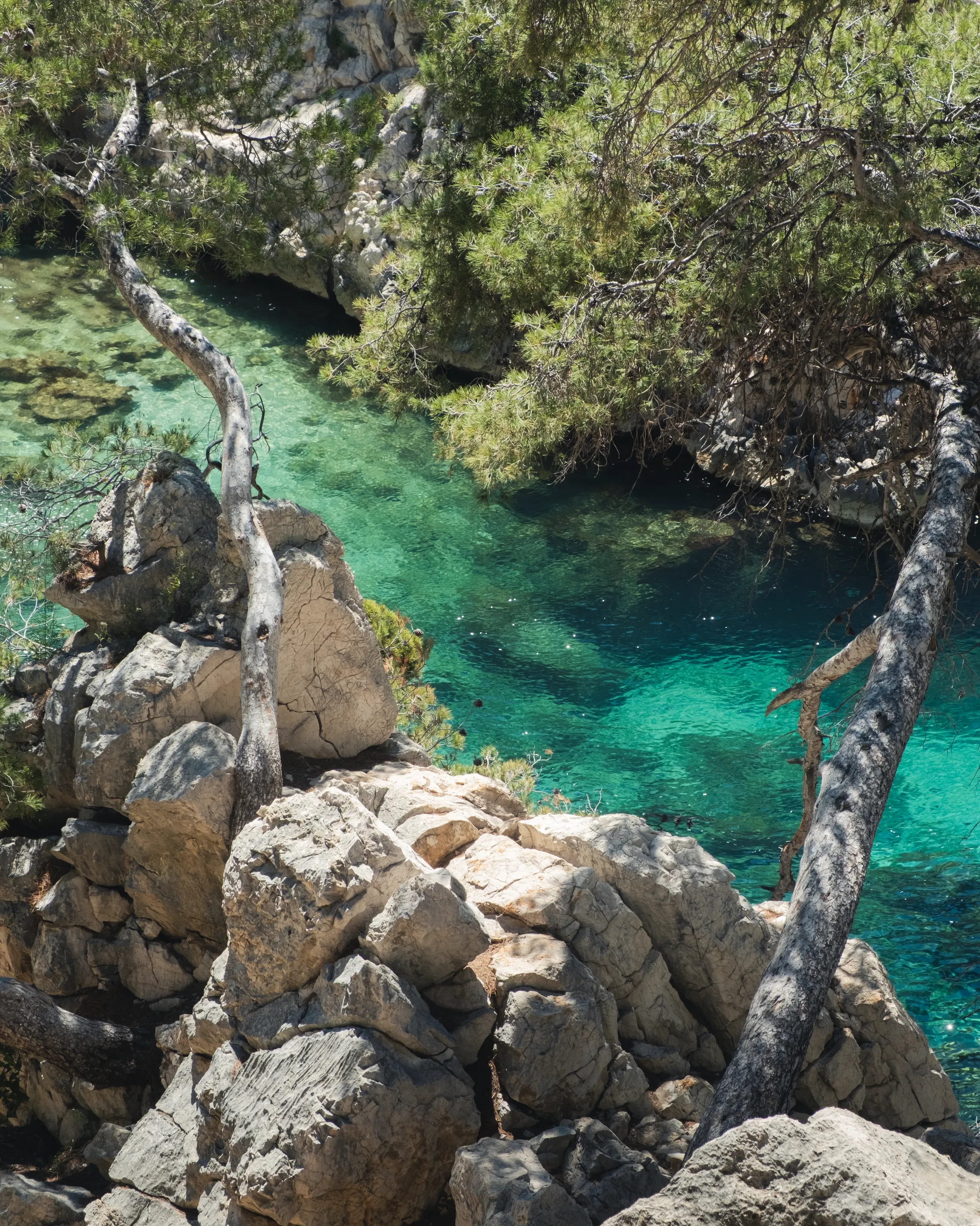 A bare pine branch reaching over rocks above a turquoise inlet
